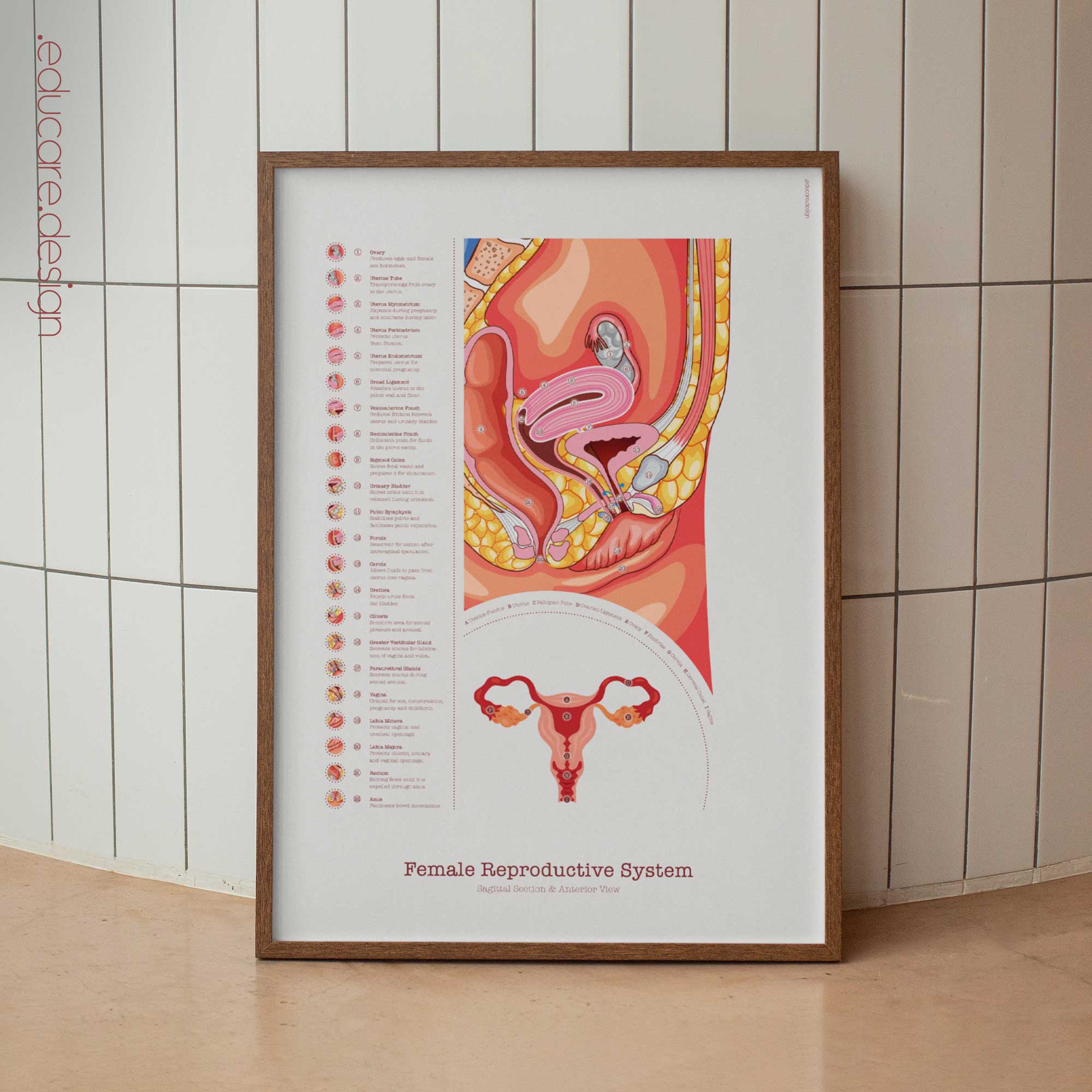 00-Female-Reproductive-System Female Reproductive System