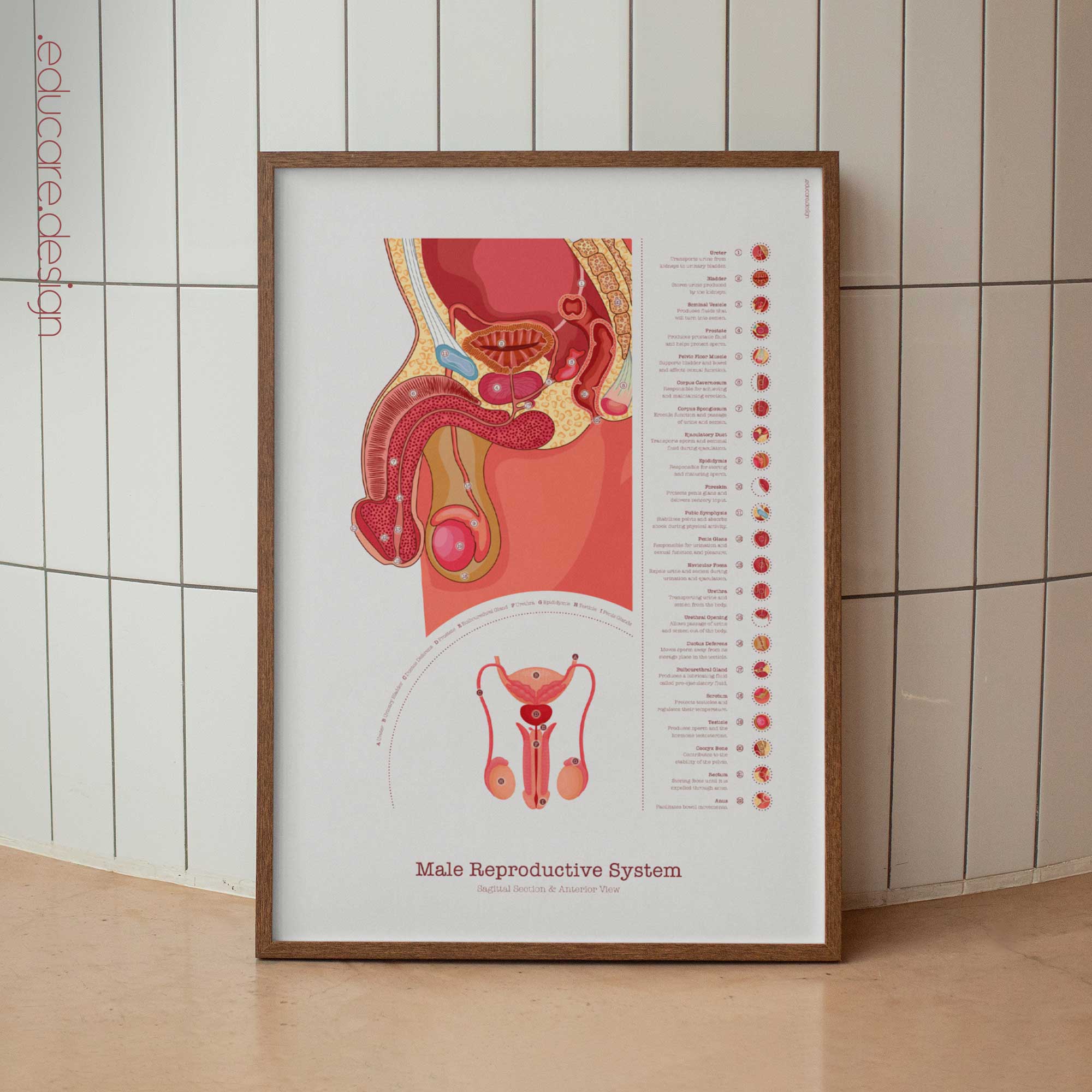 Male Reproductive System