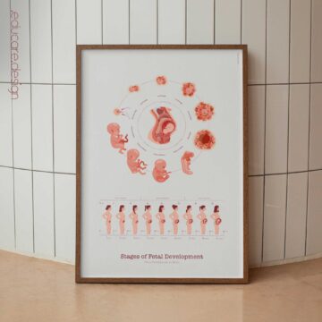 Stages of Fetal Development