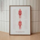 Thai Acupressure Points – educare.design Thai Acupressure Points