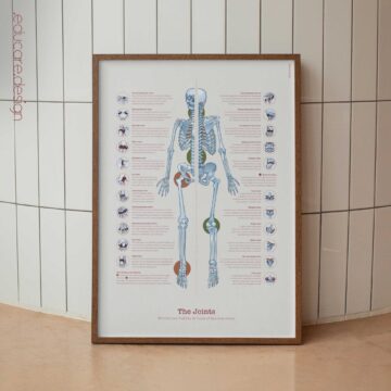 Human joint anatomy with mobility, stability and synovial joints