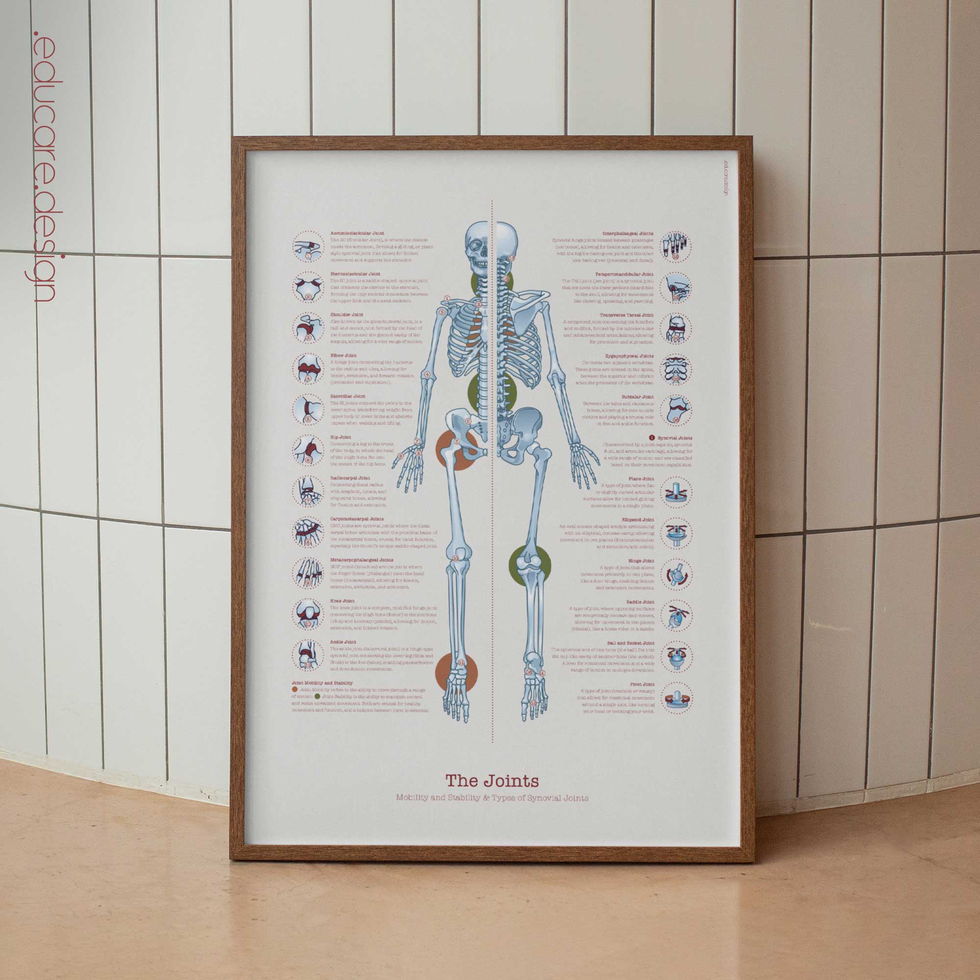 Human joint anatomy with mobility, stability and synovial joints