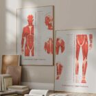 Setet med Myofasciella Triggerpunkter anatomidiagram för kliniker