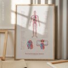 Cardiovascular System with Heart Structure and Blood Flow – educare.design Cardiovascular System with Heart Structure and Blood Flow