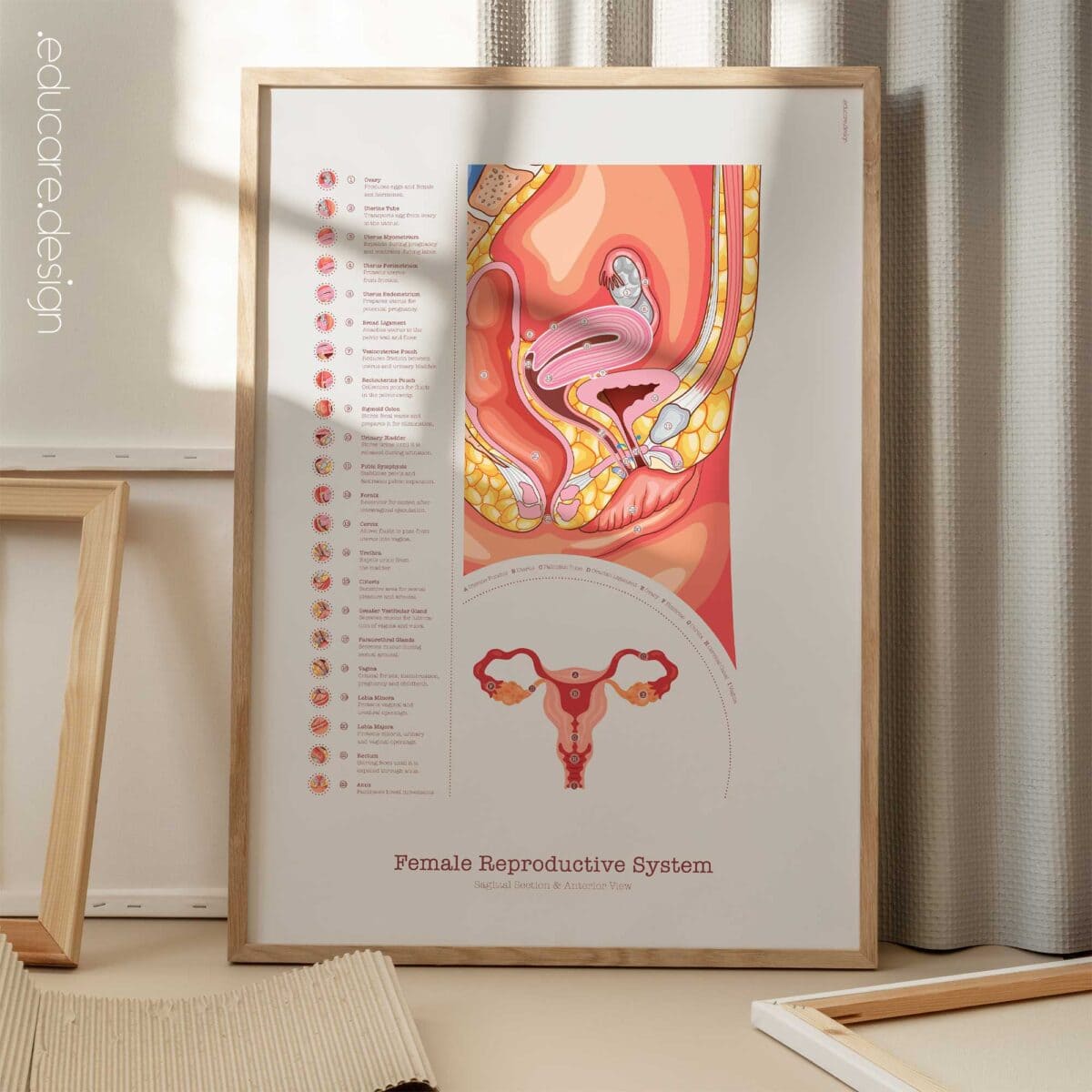 Weibliches Reproduktionssystem