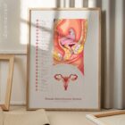 Female Reproductive System – educare.design Female Reproductive System