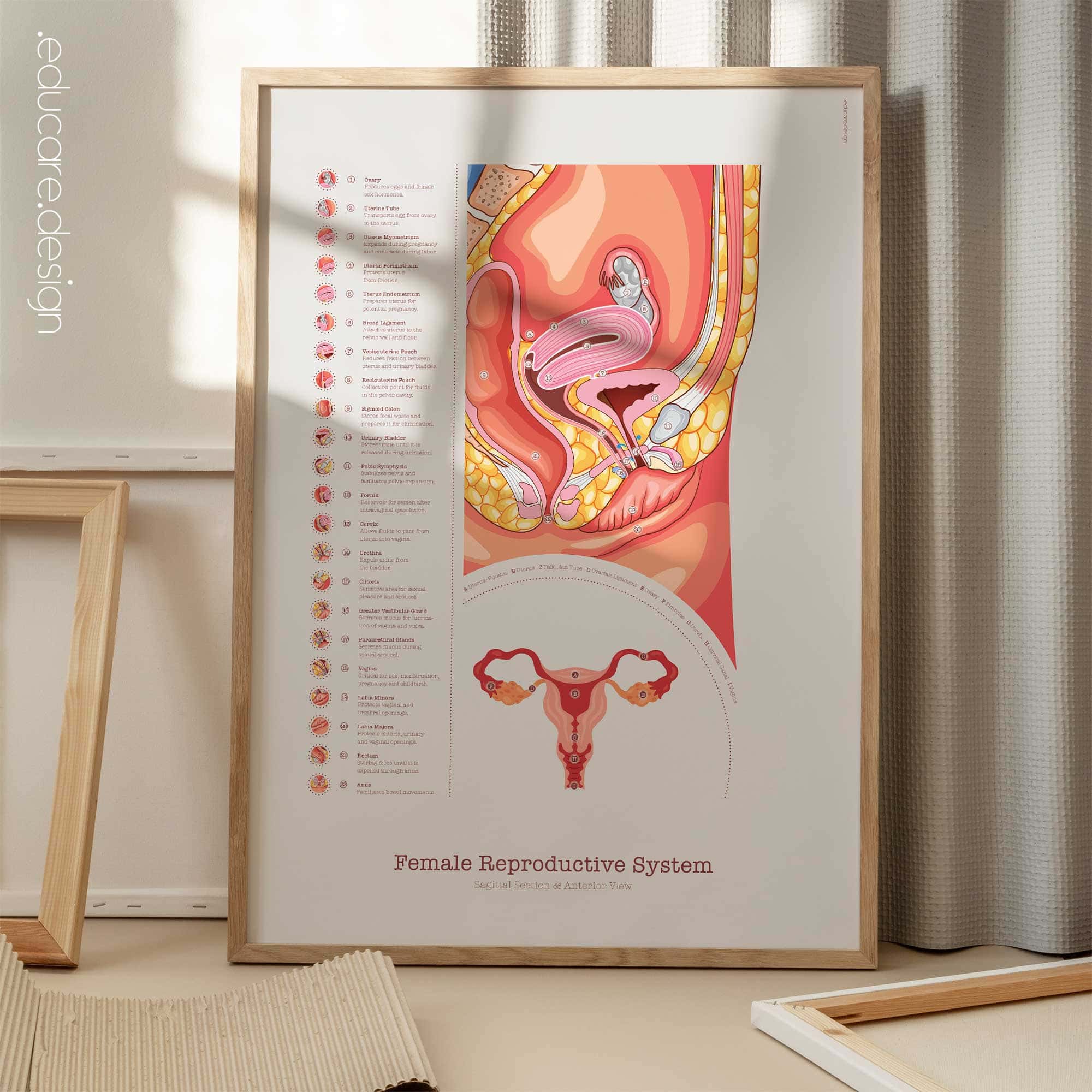 Female Reproductive System