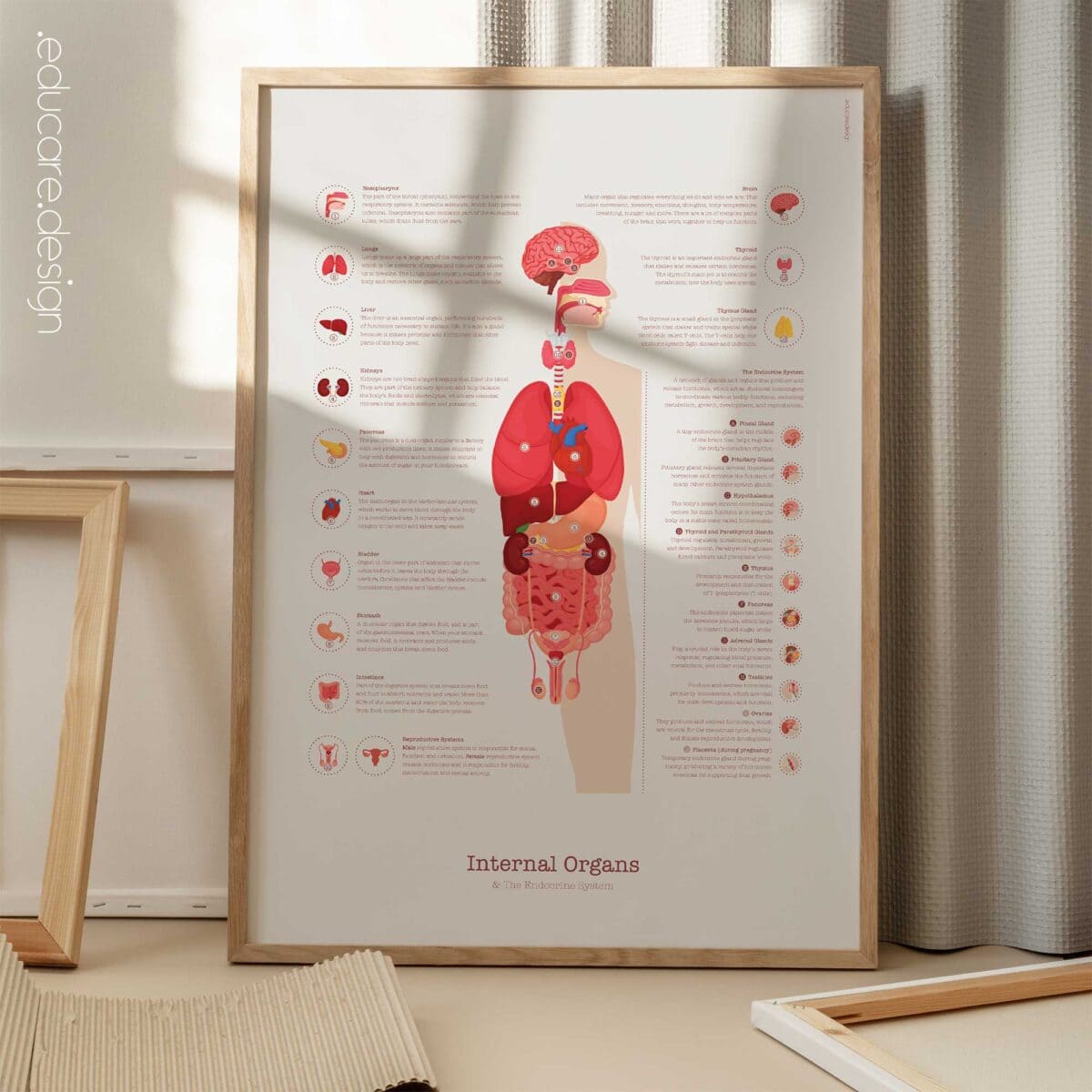 Órganos Internos y Sistema Endocrino