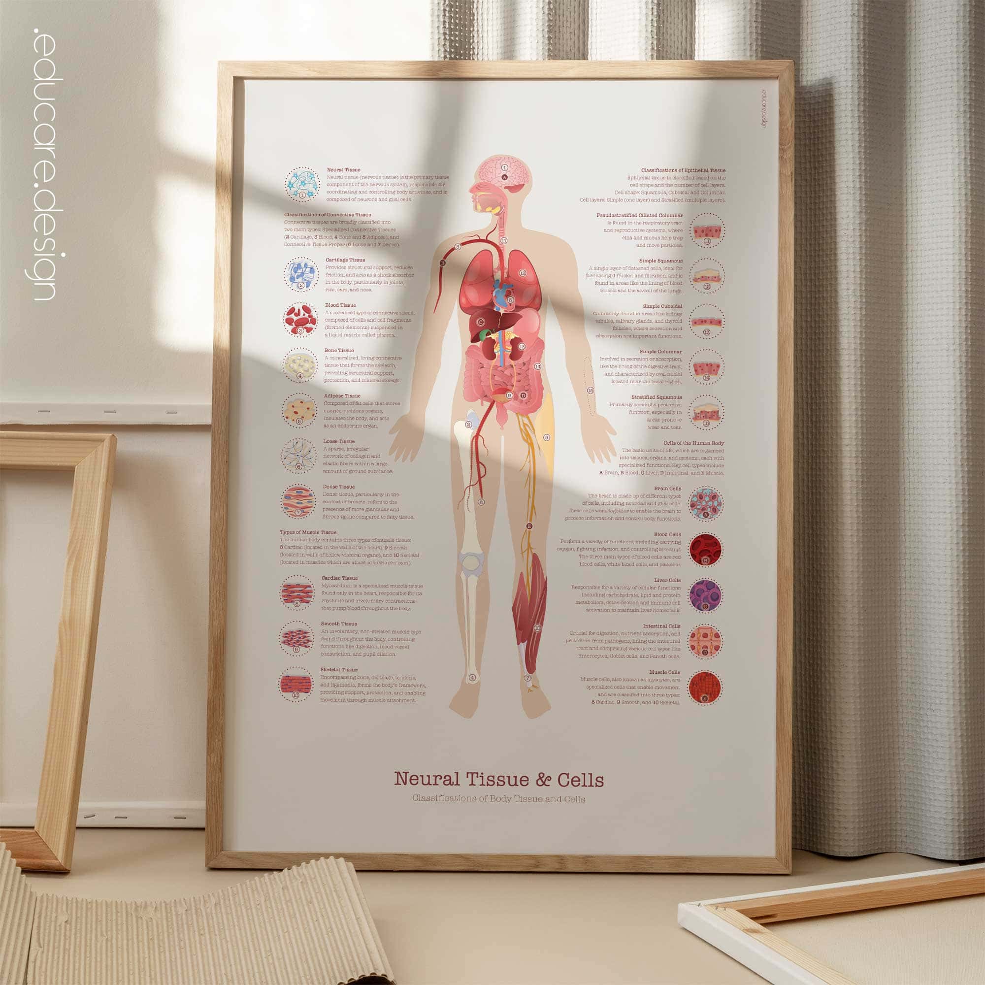 Neural Tissue & Cells; Classifications of Body Tissue and Cells