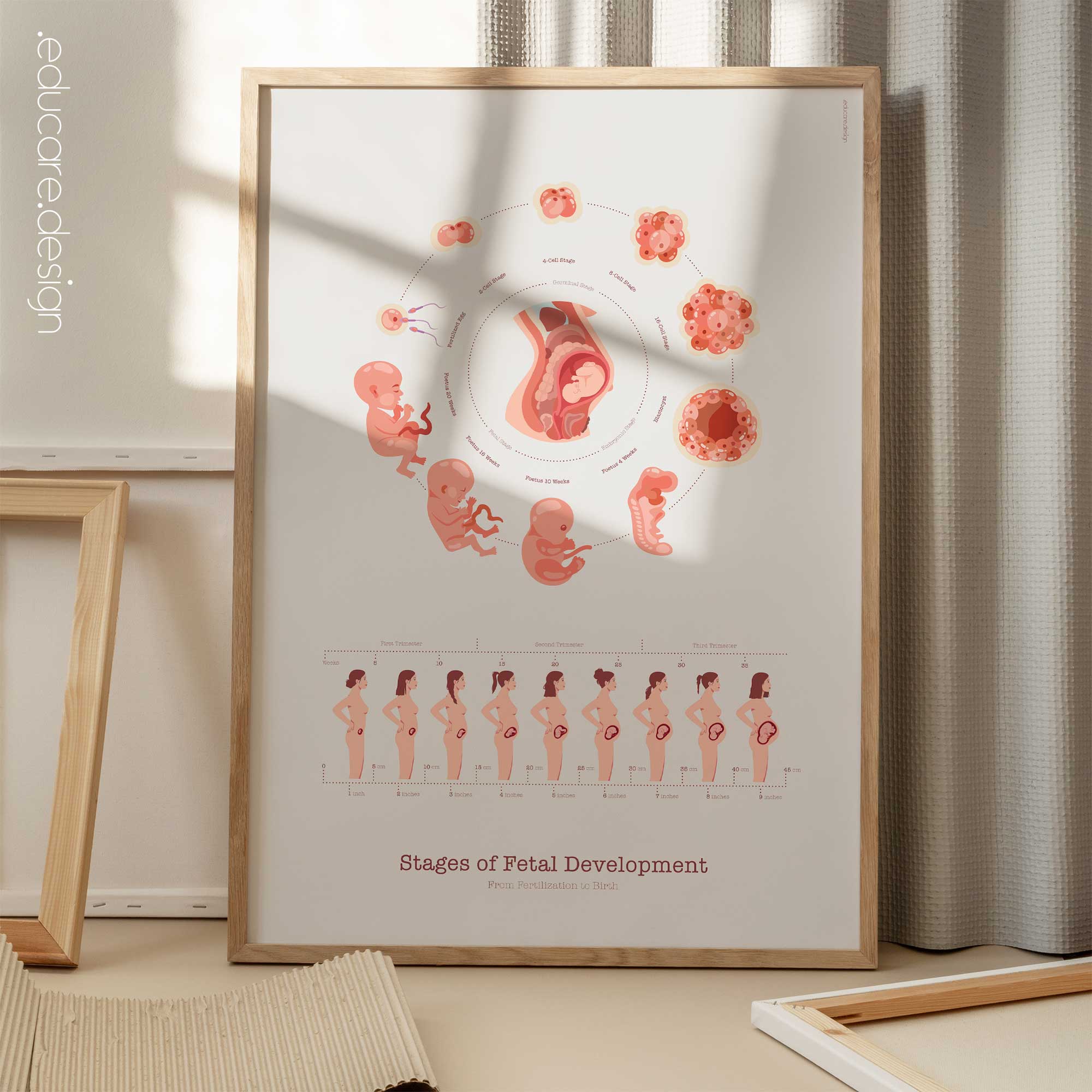 Stages of Fetal Development