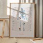 Human joint anatomy with mobility, stability and synovial joints