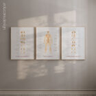 Amputations and Prosthetic Pressure Distribution anatomy chart for clinics