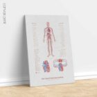 Cardiovascular System with Heart Structure and Blood Flow – educare.design Cardiovascular System with Heart Structure and Blood Flow