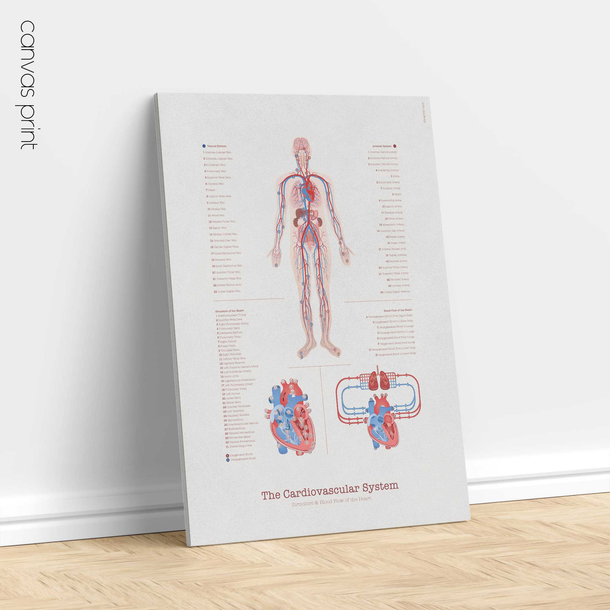 Cardiovascular System with Heart Structure and Blood Flow