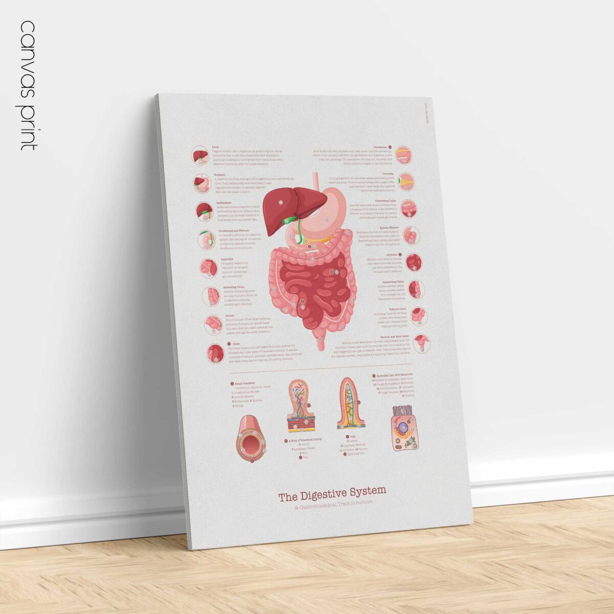 Système Digestif et Structure du Tractus Gastro-intestinal