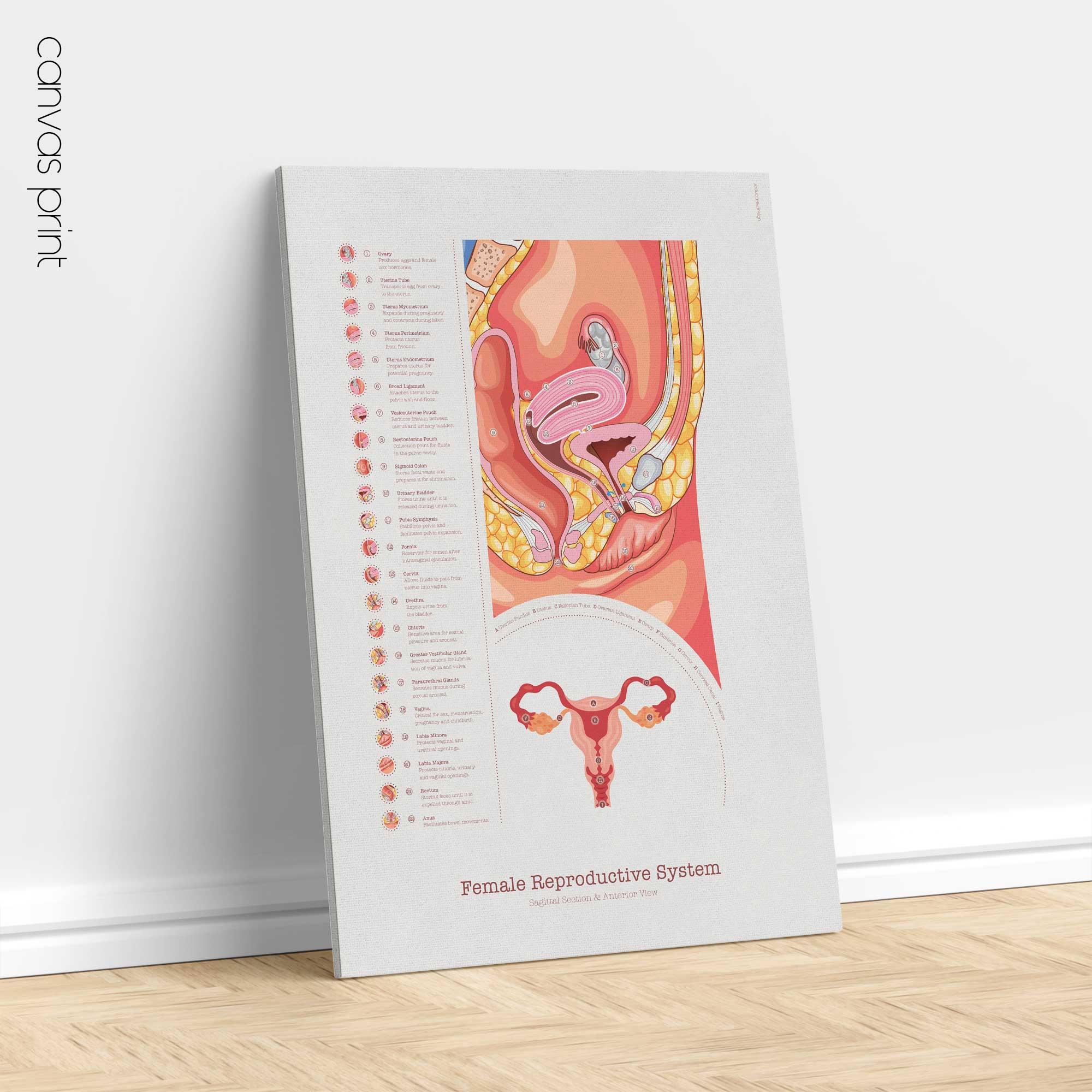 Female Reproductive System