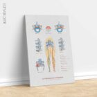 Mechanism of Sciatica – educare.design Sciatica with Stenosis, Hernia & Piriformis Syndrome