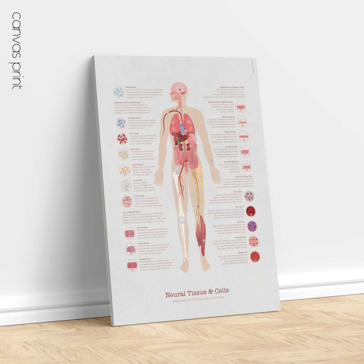 Tessuto Neurale & Cellule