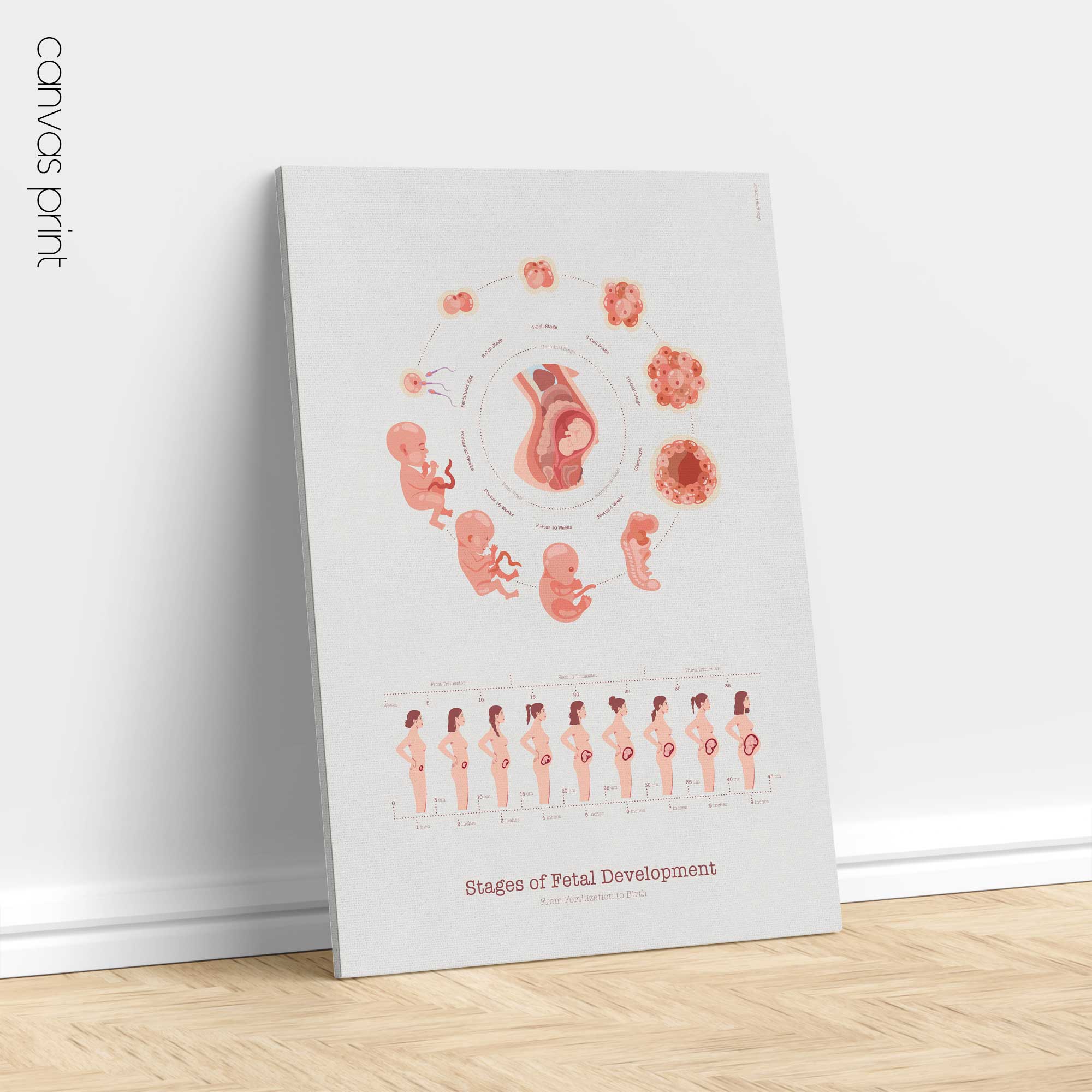 Stages of Fetal Development