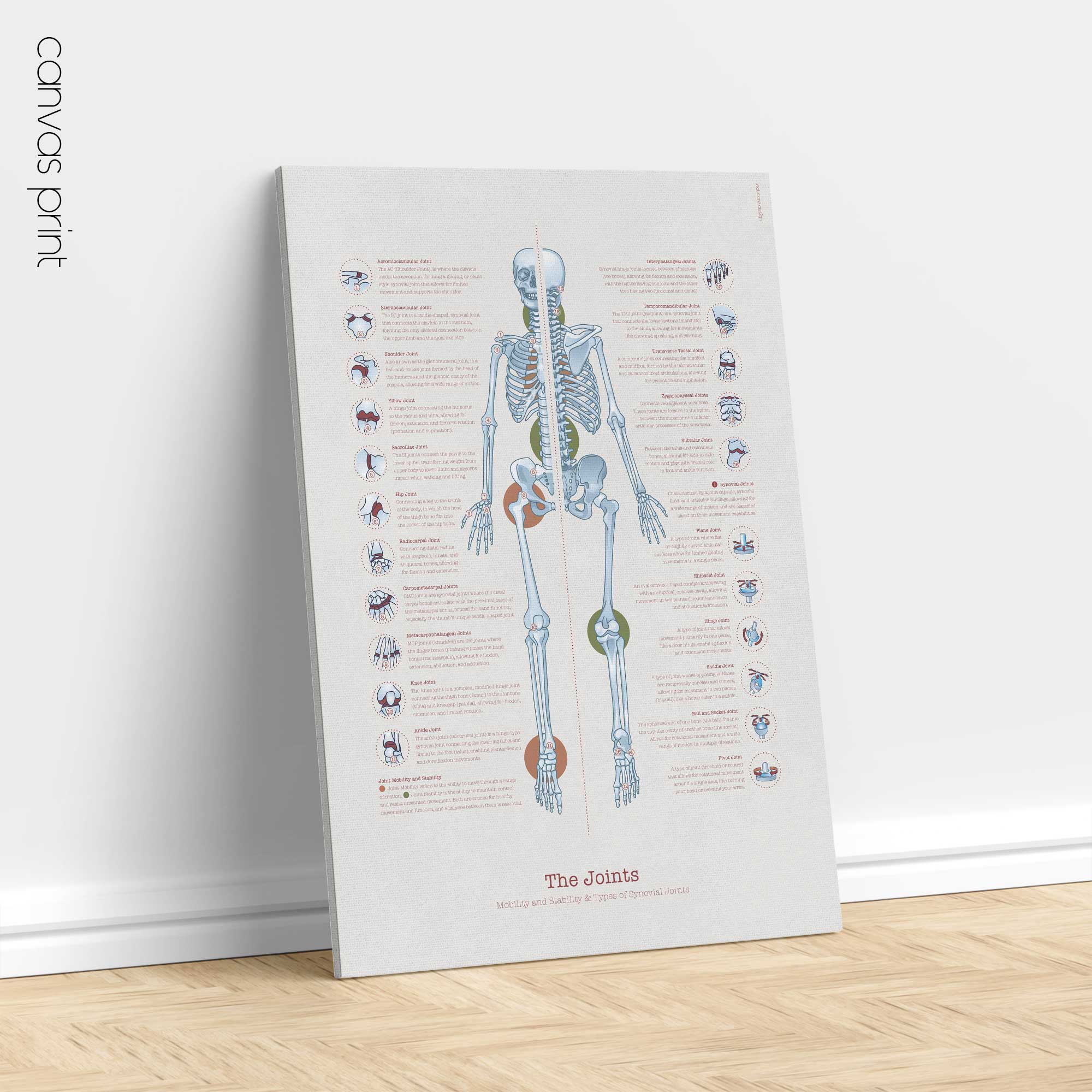 Human joint anatomy with mobility, stability and synovial joints