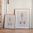 Cardiovascular System with Heart Structure and Blood Flow – educare.design Cardiovascular System with Heart Structure and Blood Flow