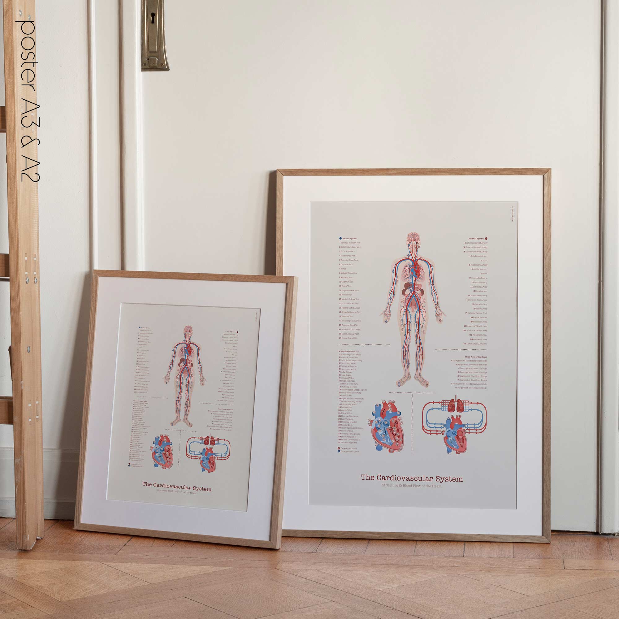 Cardiovascular System with Heart Structure and Blood Flow