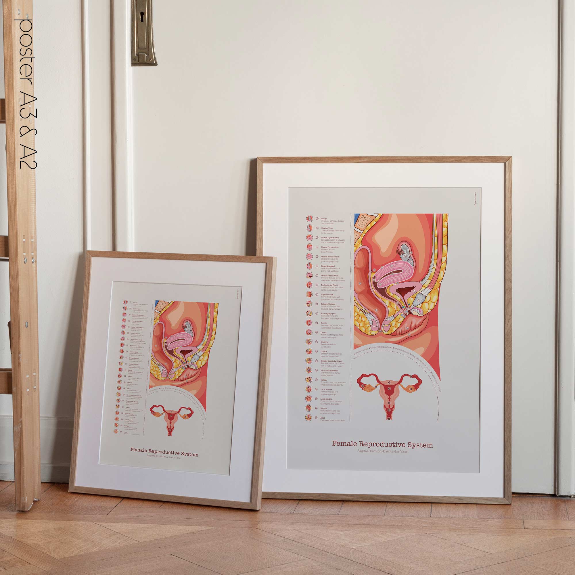 Female Reproductive System