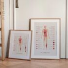 Neural Tissue & Cells; Classifications of Body Tissue and Cells