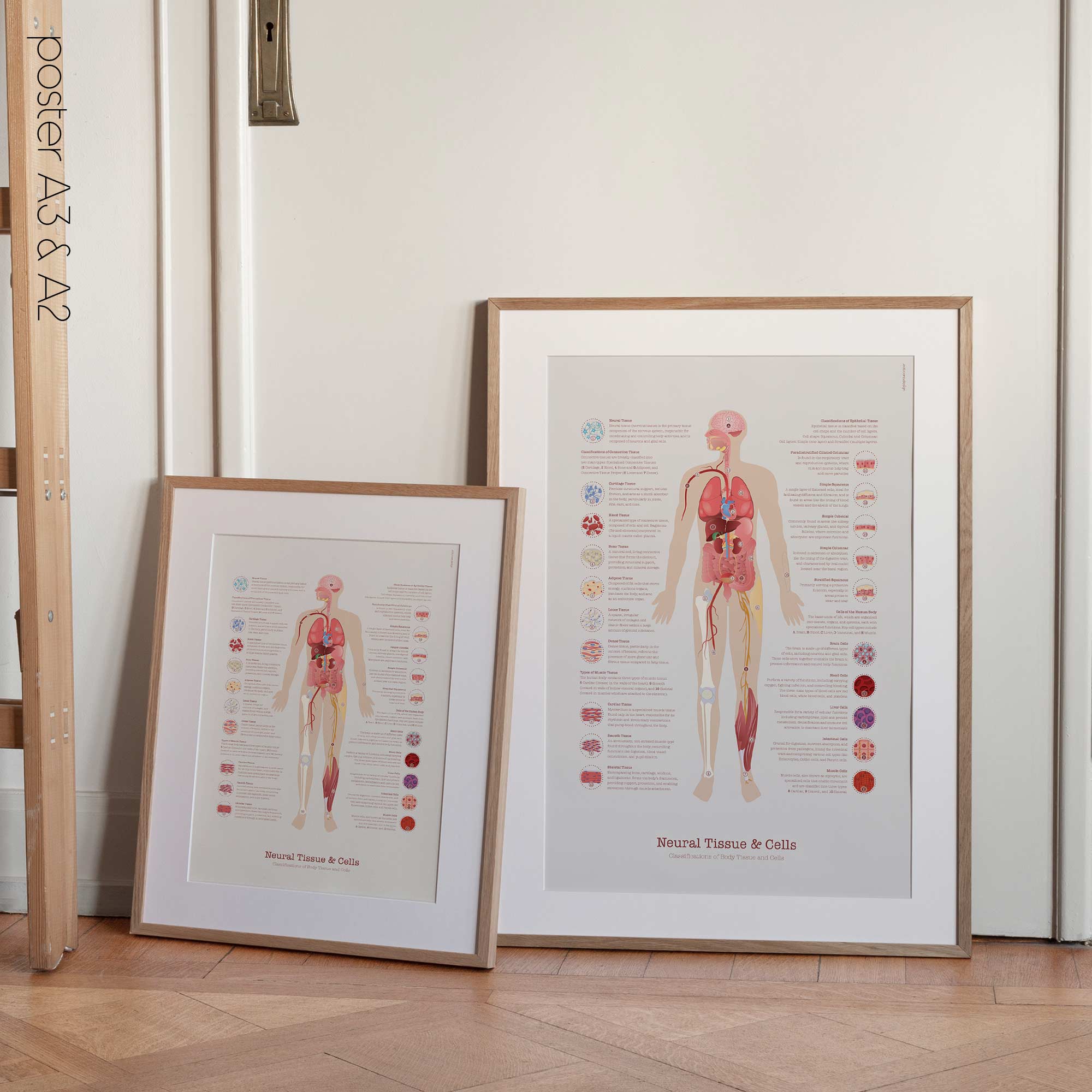 Neural Tissue & Cells; Classifications of Body Tissue and Cells