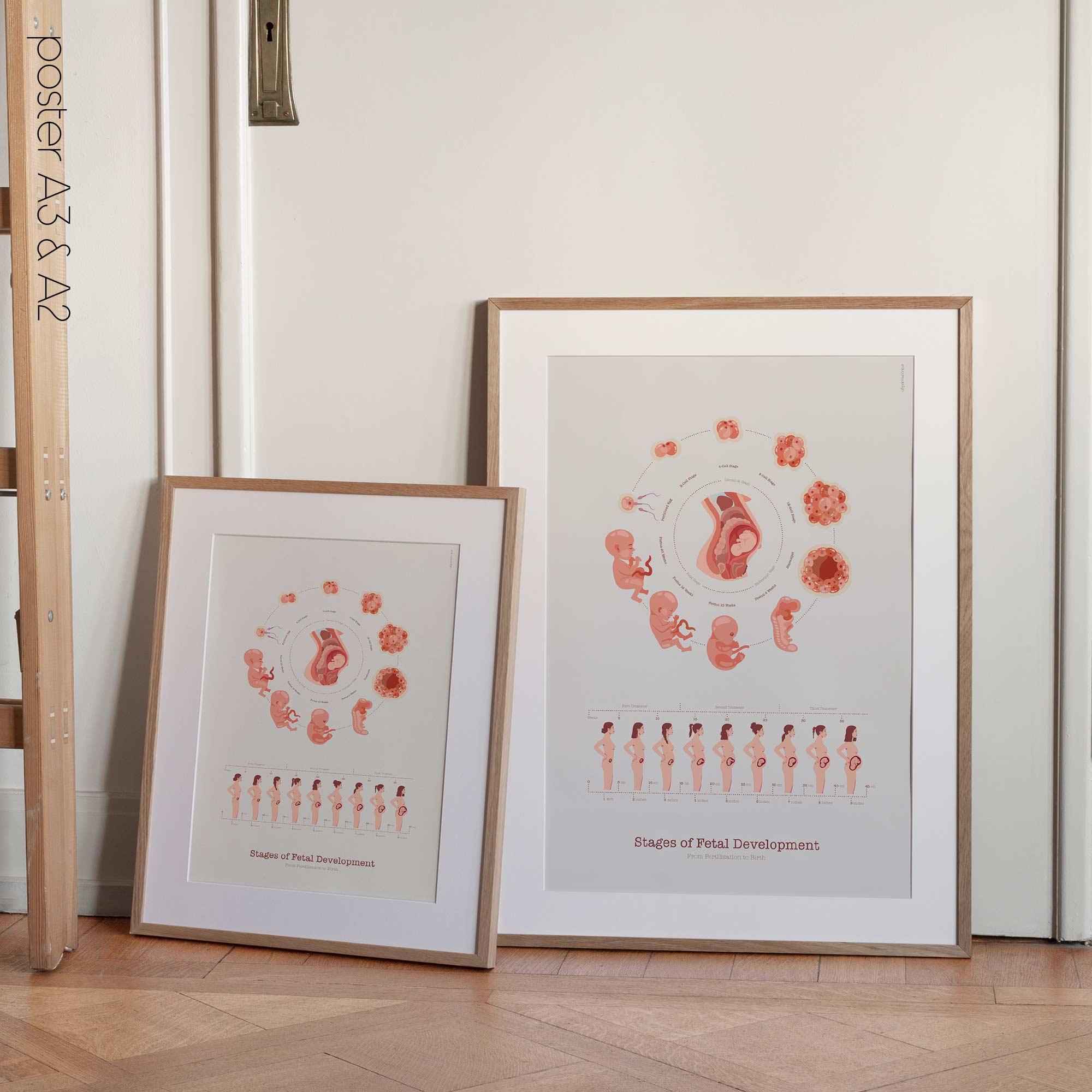 Stages of Fetal Development