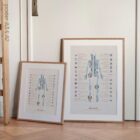 Human joint anatomy with mobility, stability and synovial joints