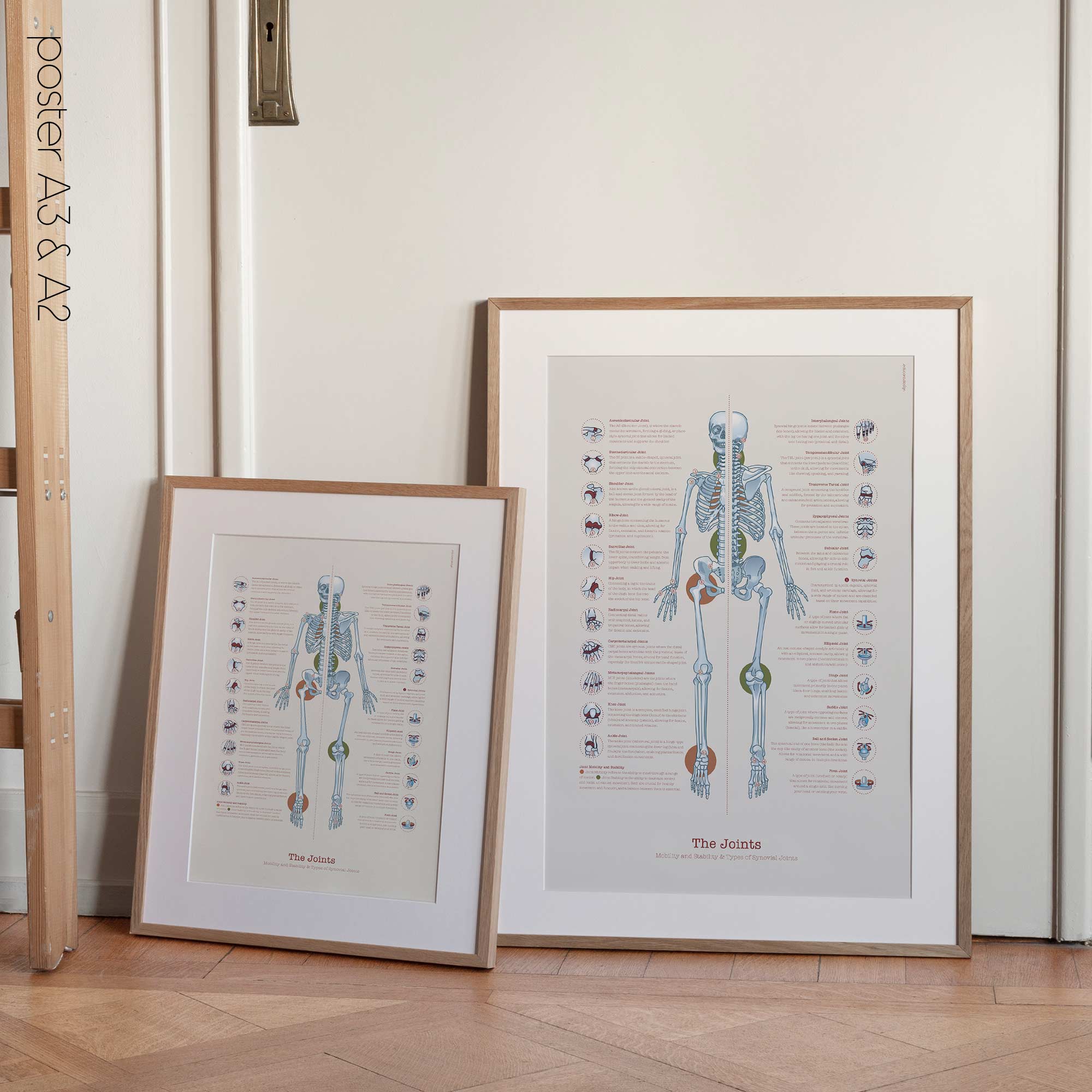Human joint anatomy with mobility, stability and synovial joints