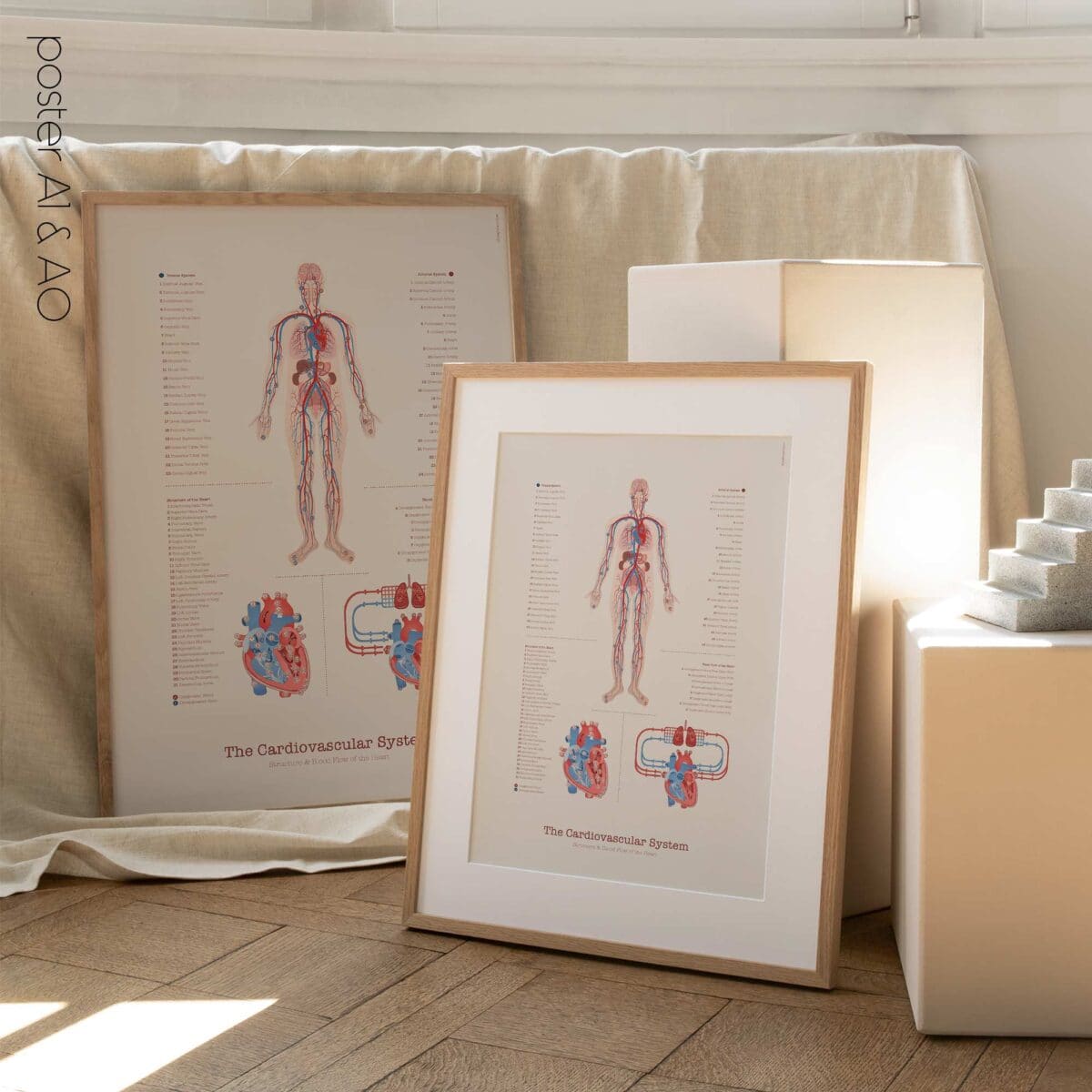 Sistema Cardiovascolare con Struttura del Cuore e Flusso Sanguigno
