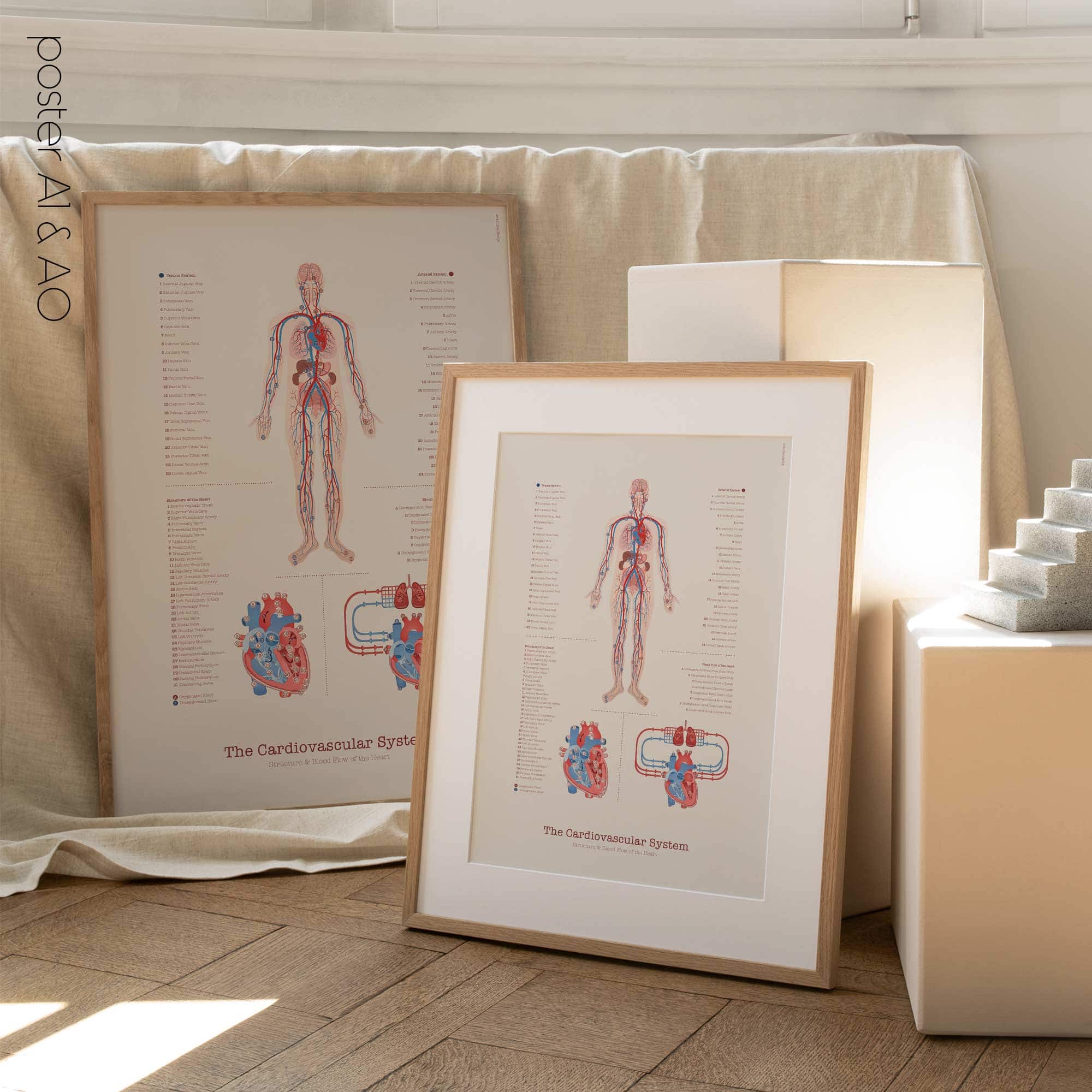 Cardiovascular System with Heart Structure and Blood Flow