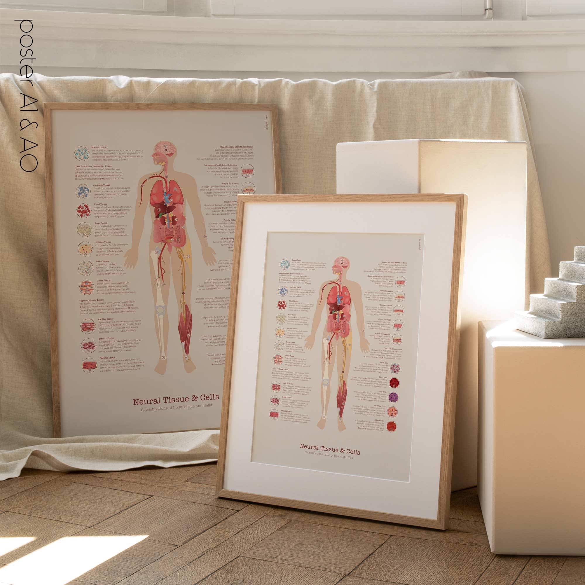 Neural Tissue & Cells; Classifications of Body Tissue and Cells