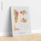 Reflexology Chart Set anatomy chart for clinics Reflexology Chart Set anatomy chart for clinics