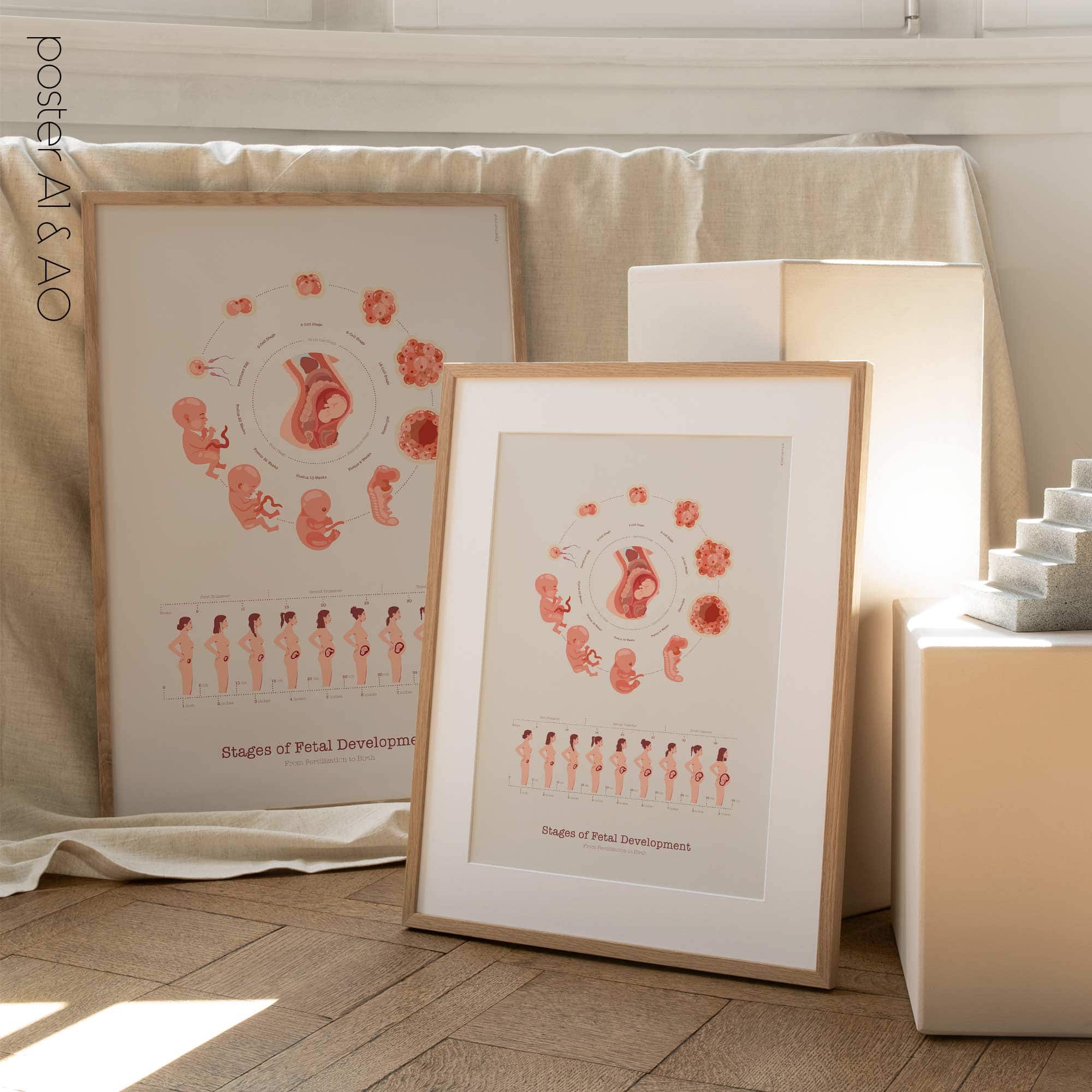 Stages of Fetal Development