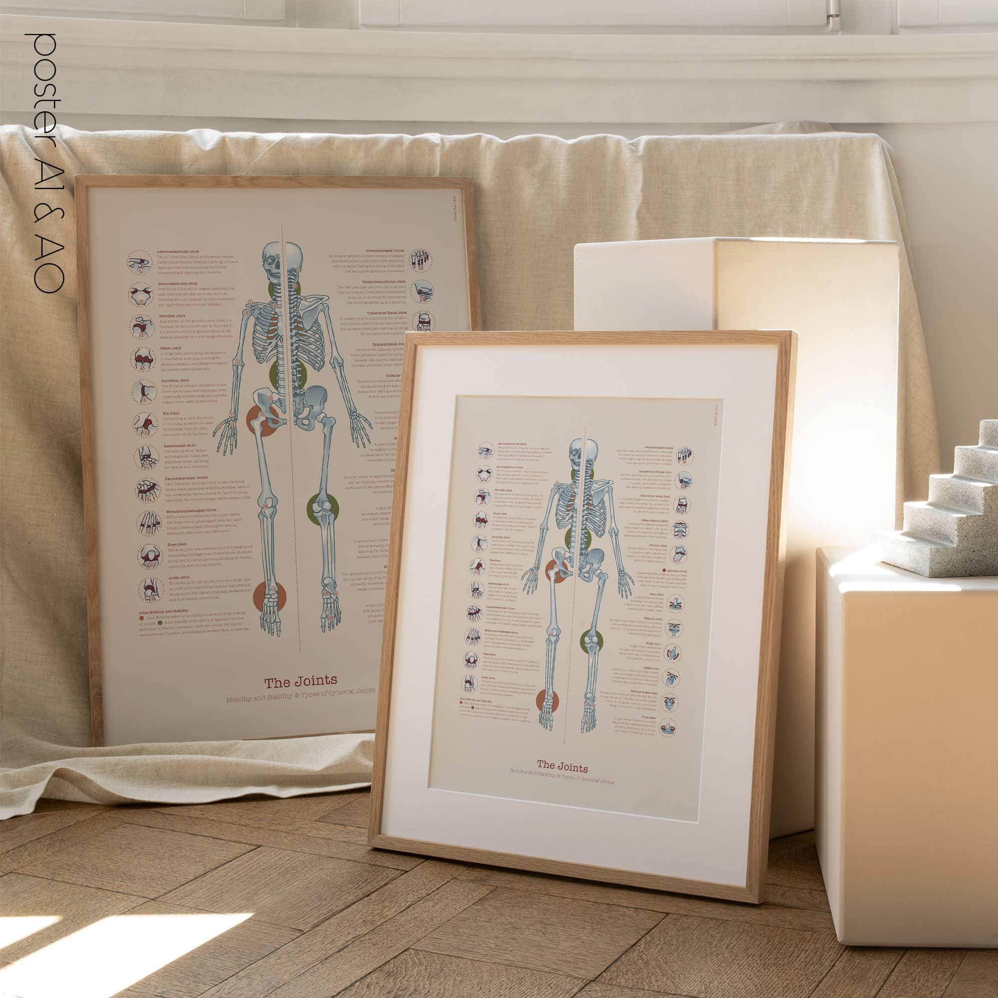 Human joint anatomy with mobility, stability and synovial joints