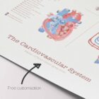 Cardiovascular System with Heart Structure and Blood Flow – educare.design Cardiovascular System with Heart Structure and Blood Flow