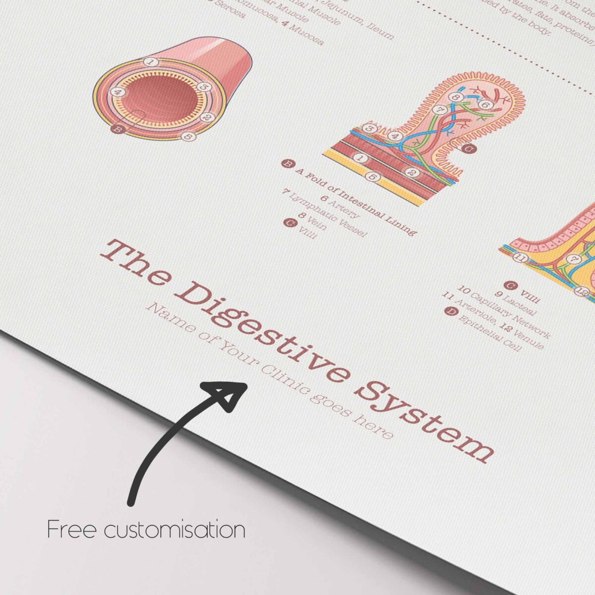Système Digestif et Structure du Tractus Gastro-intestinal