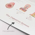 Digestive System and Gastrointestinal Tract Structure anatomy chart for clinics