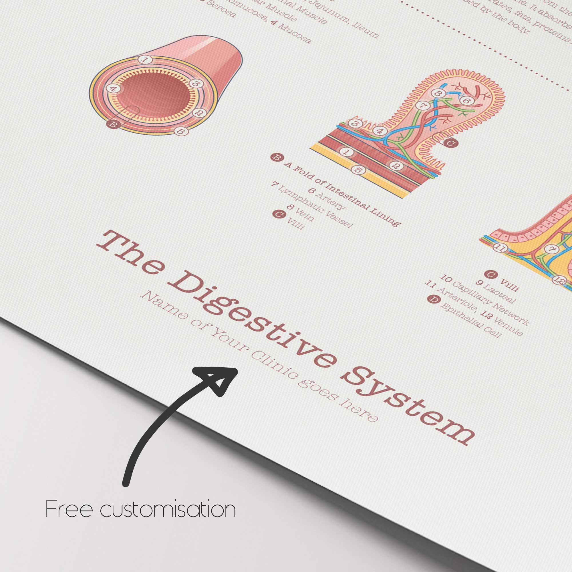 Digestive System and Gastrointestinal Tract Structure