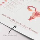 Female Reproductive System – educare.design Female Reproductive System