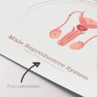 Male Reproductive System