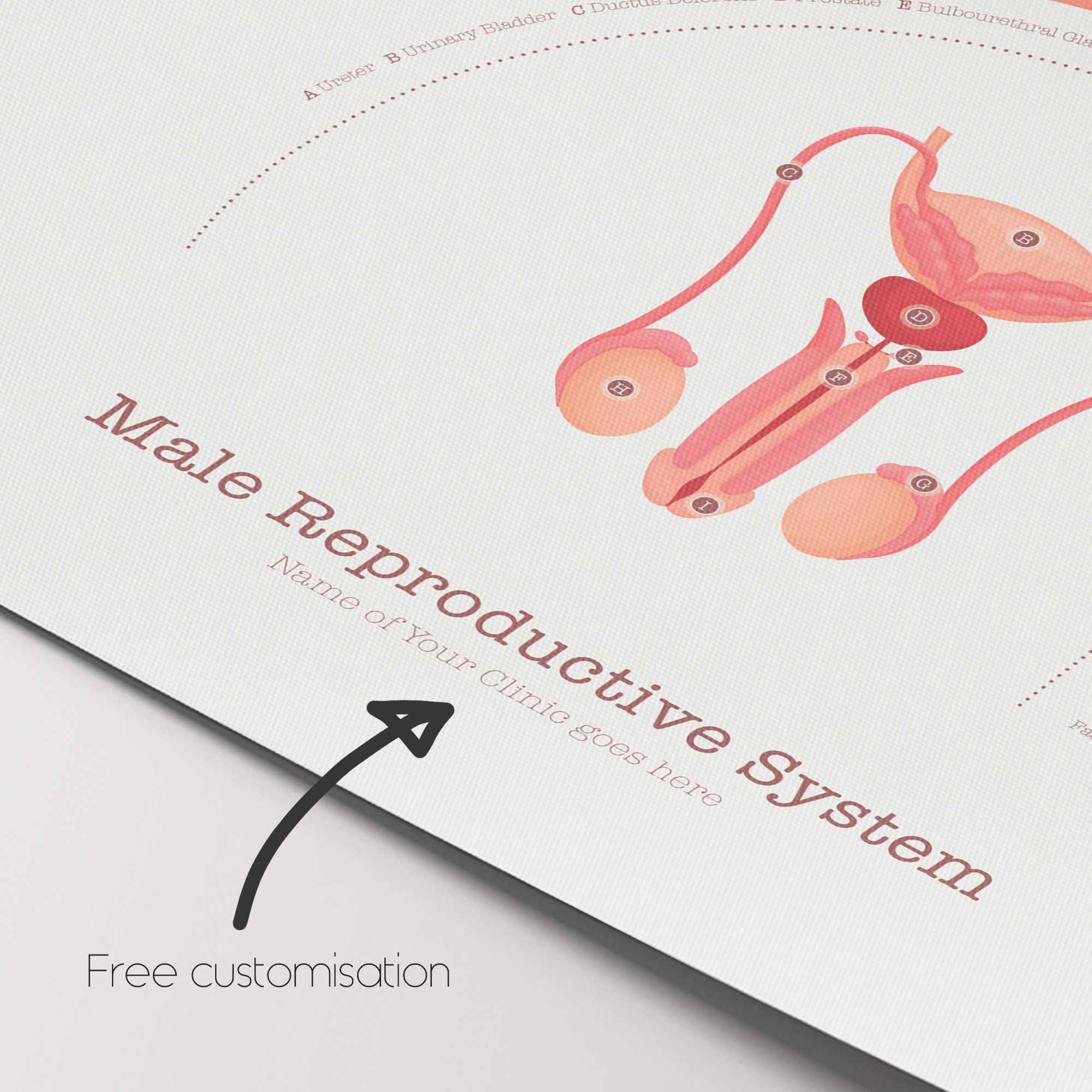 Male Reproductive System