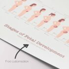 Stages of Fetal Development