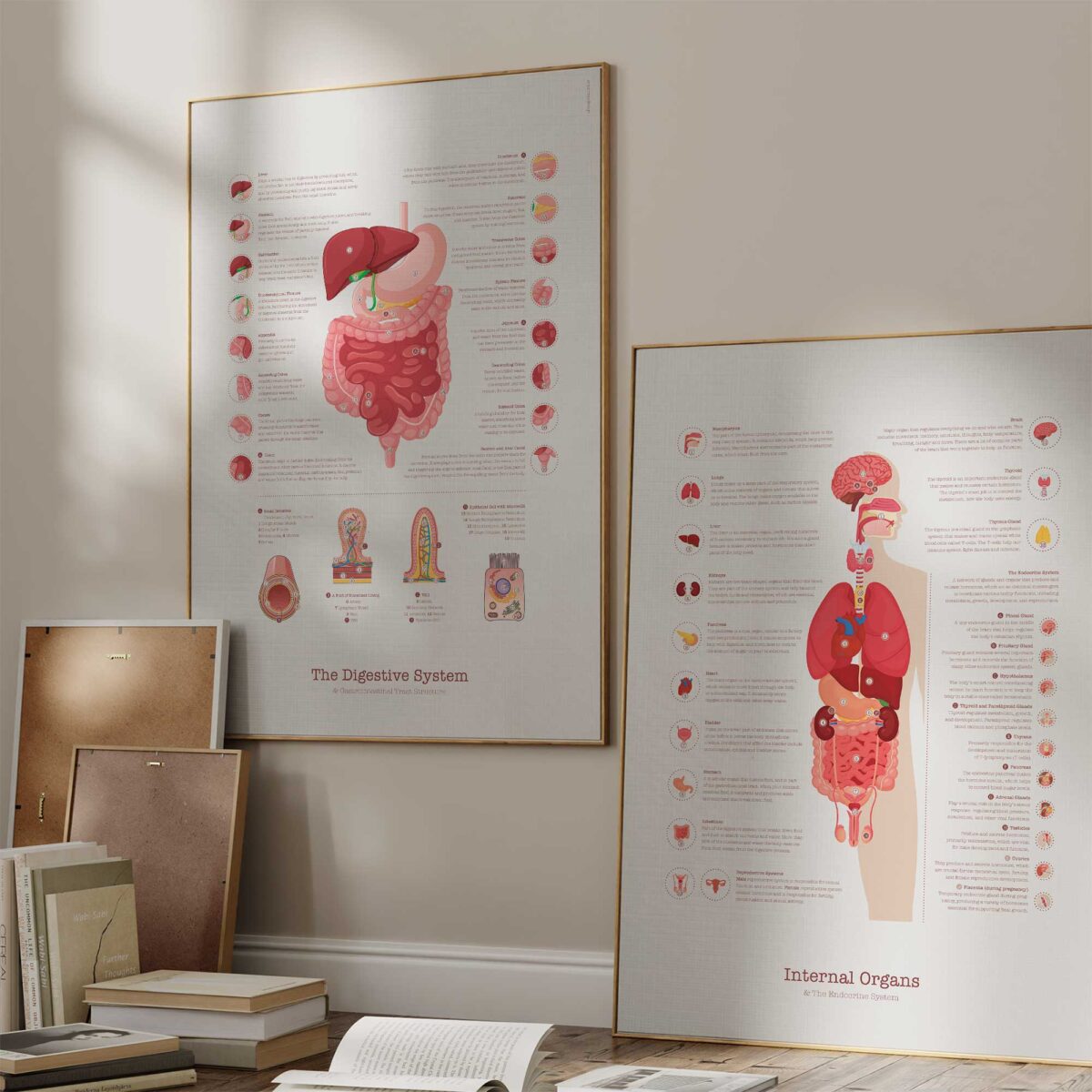 Système Digestif et Structure du Tractus Gastro-intestinal