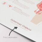 Internal Organs and Endocrine System anatomy chart for clinics