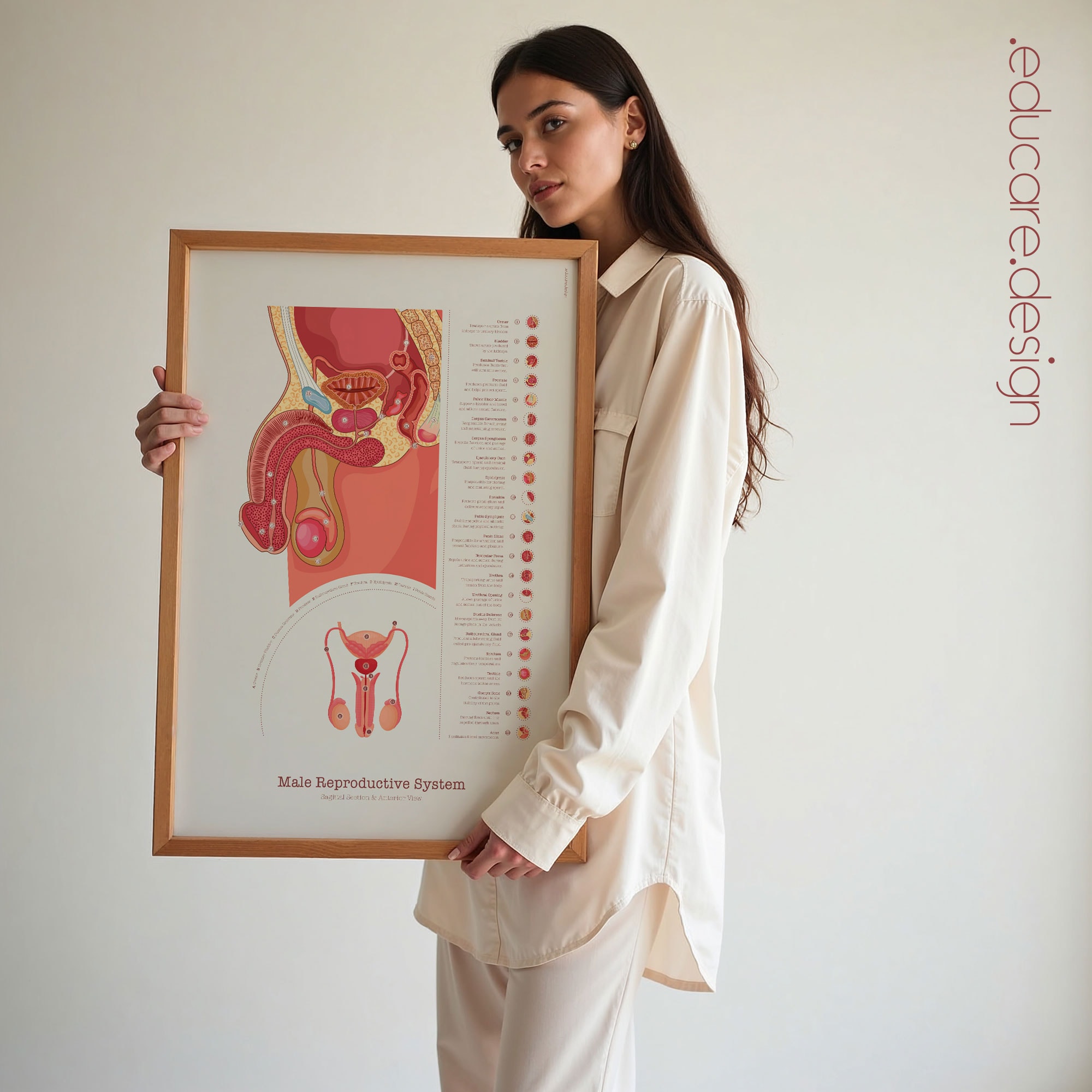 Male Reproductive System