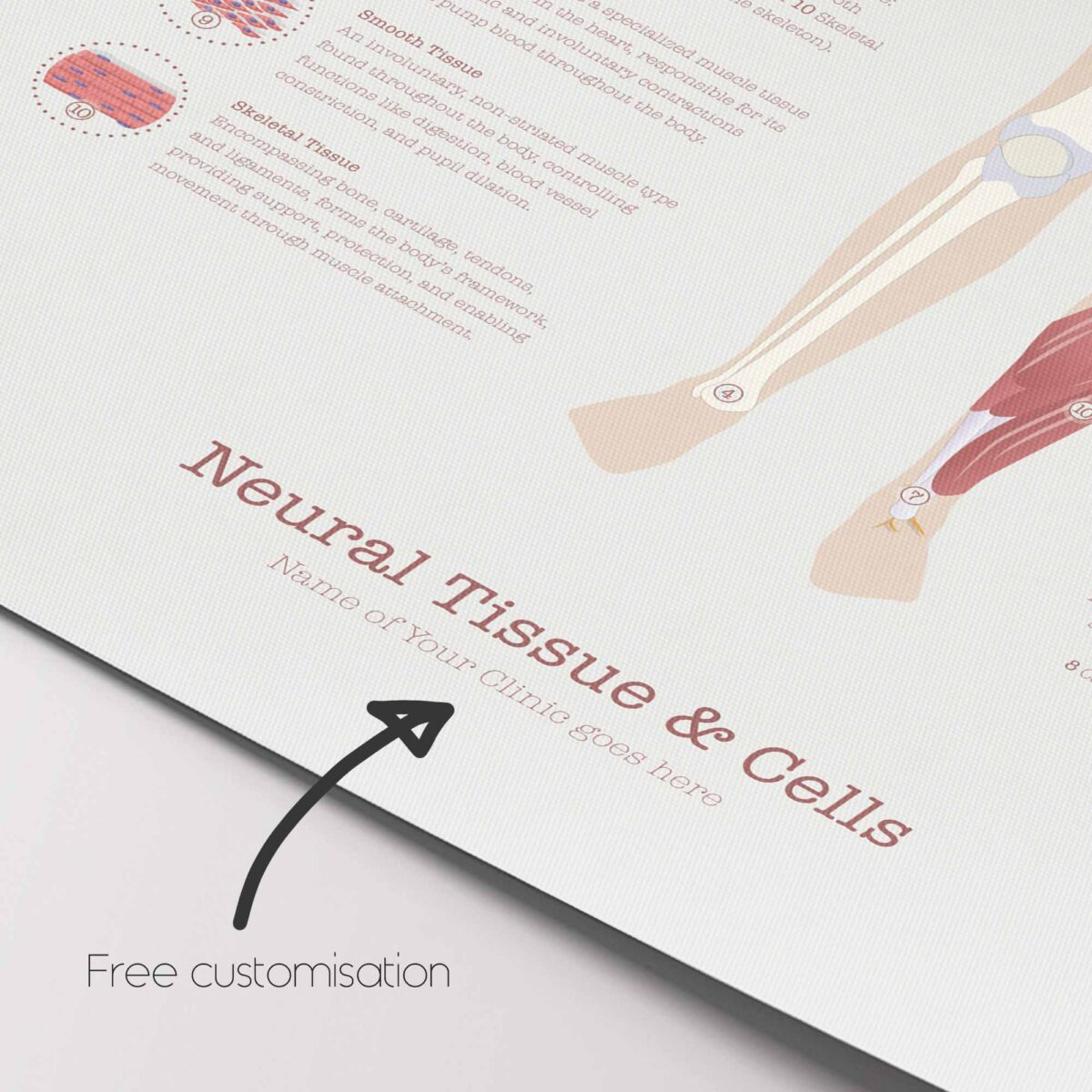 Tessuto Neurale & Cellule